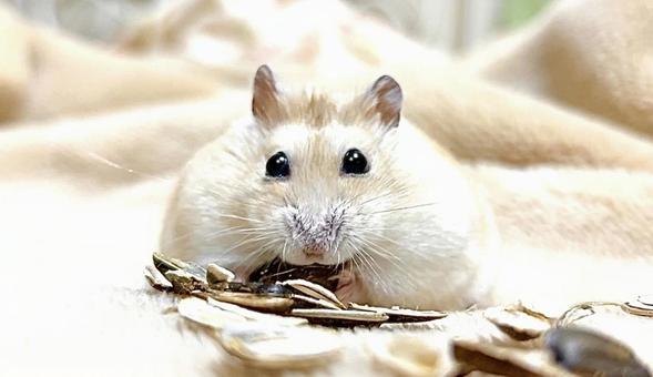 Yellow Djungarian cat eating seeds, JPG