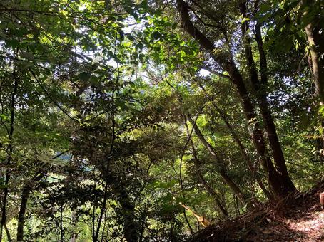 森林の中 木,自然,木材の写真素材