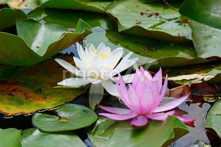 「紅白」 北海道,夏,スイレンの写真素材
