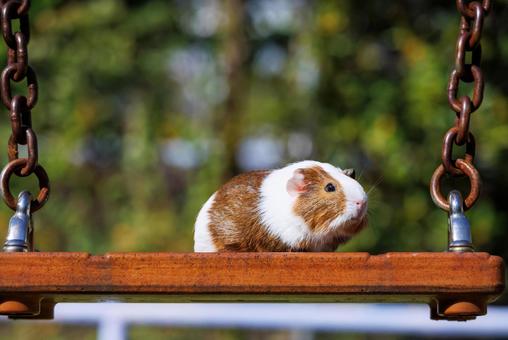 Photo, guinea pig, a pet, animal, 