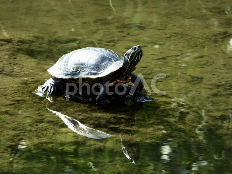 川面に映るアカミミガメ 爬虫類,アカミミガメ,川辺の写真素材