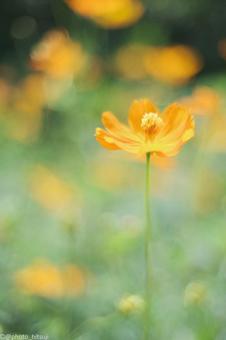 キバナコスモス キバナコスモスの写真