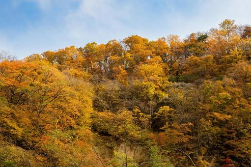 白岩の秋⒂ 秋,黄葉,日差しの写真素材