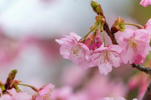 淡い光に包まれた河津桜のクローズアップ 淡い光に包まれた河津桜のクローズアップの写真