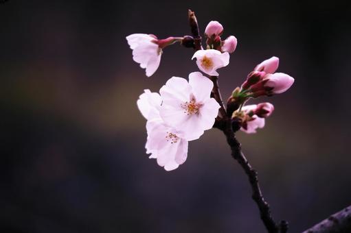 春の美しい桜の花 春の美しい桜の花の写真
