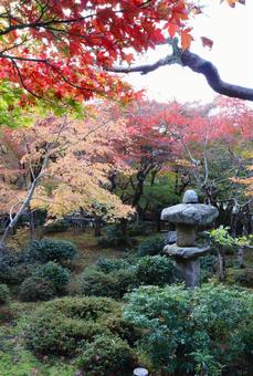 圓光寺　十牛之庭の紅葉 圓光寺,十牛之庭,紅葉の写真素材