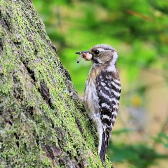 コゲラ コゲラ コゲラ,野鳥,バードウォッチングの写真素材