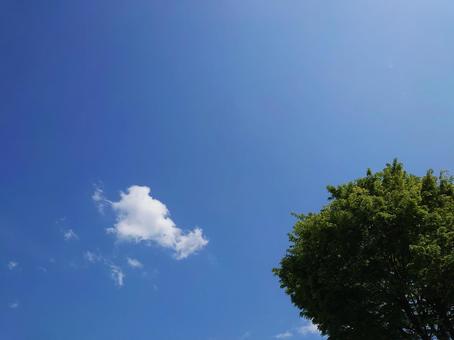 青空と緑の木 青空と緑の木 青空,緑,木の写真素材