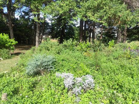 公園 自然,雑草,木の写真素材