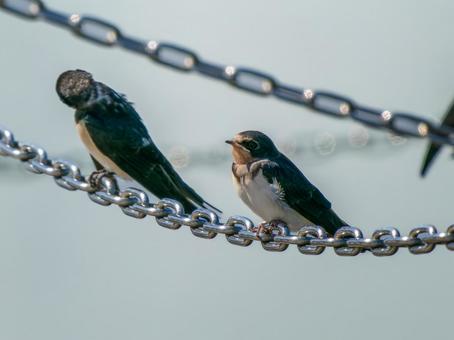 鎖にとまるツバメ 鎖にとまるツバメの写真