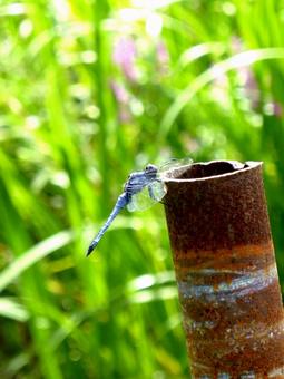 錆びた鉄パイプに止まるシオヤトンボ シオヤトンボ,蜻蛉,虫の写真素材