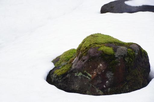 雪とコケ 雪景色,岩,コケの写真素材