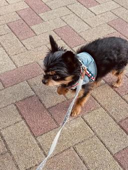 散歩する犬 わんこ,ドッグ,わんわんの写真素材