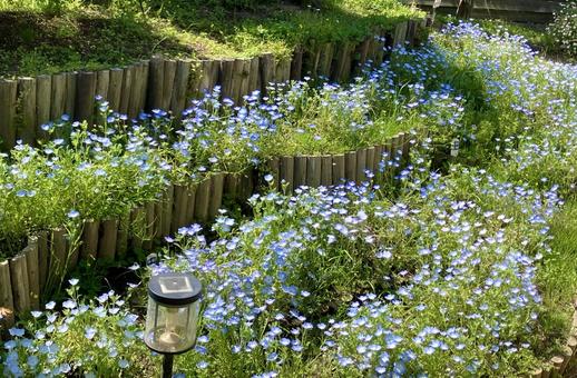 ネモフィラ ネモフィラ,花,植物の写真素材