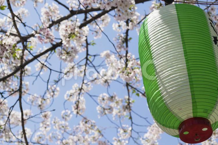 桜の花と提灯 4月,お酒,さくらの写真素材