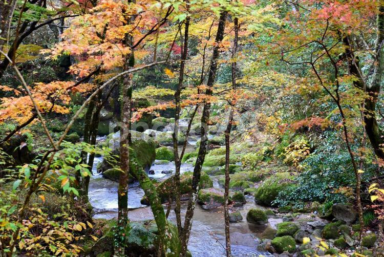 花貫渓谷の紅葉（北茨城） 秋,紅葉,もみじの写真素材