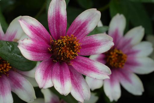 ジニア・プロフュージョン ジニア・プロフュージョン,秋の花,花壇の写真素材