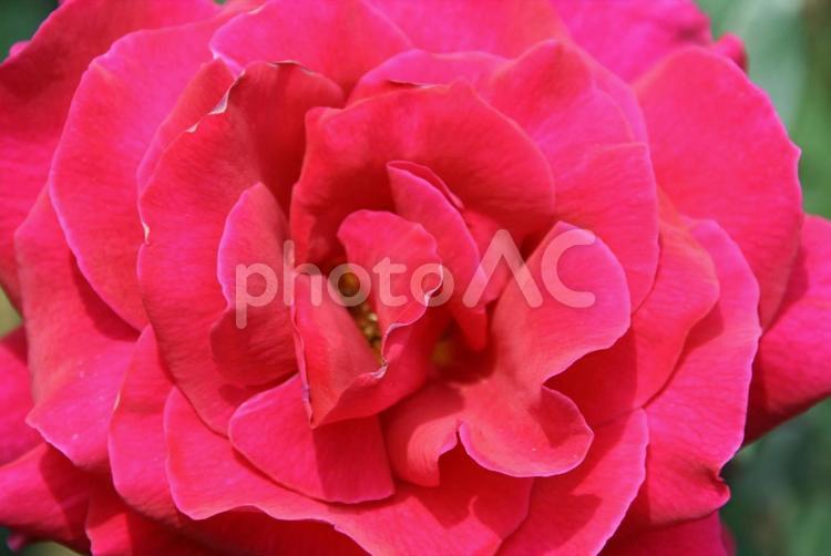 薔薇、バラの花 バラ,薔薇,花の写真素材
