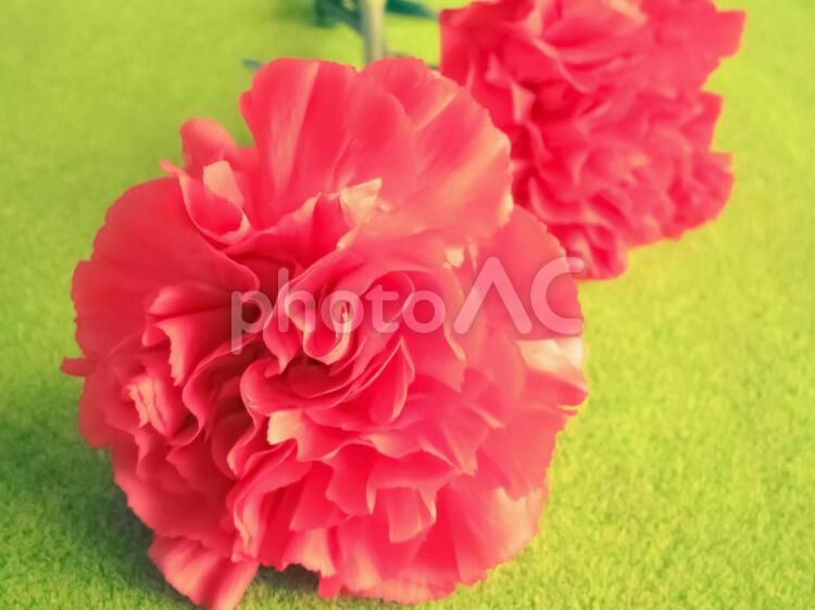 芝生の上のカーネーション カーネーション,花,母の日の写真素材