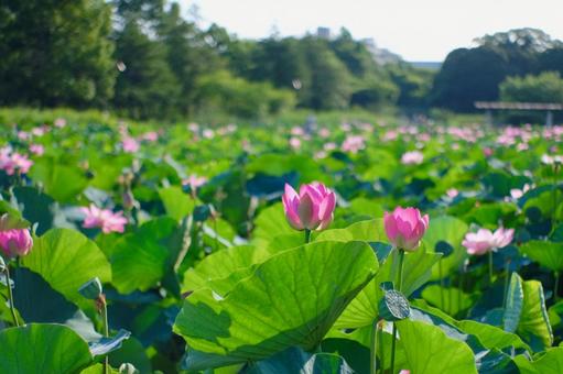 ハスの花 ハスの花の写真