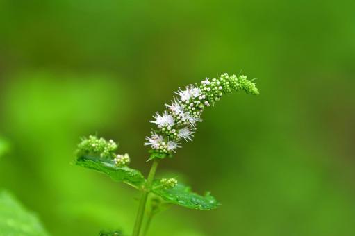 ミントの花のクローズアップ ミントの花のクローズアップ ミント,花,クローズアップの写真素材