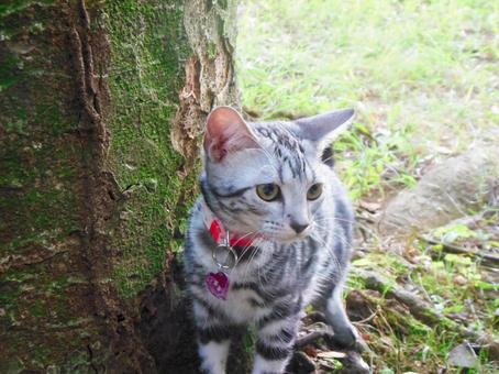 お散歩中の猫 お散歩中の猫 猫,子猫,アメリカンショートヘアの写真素材