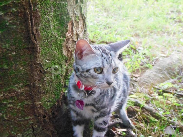 お散歩中の猫 猫,子猫,アメリカンショートヘアの写真素材