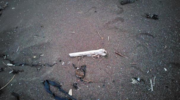 海岸の漂流物 海岸,海,波の写真素材