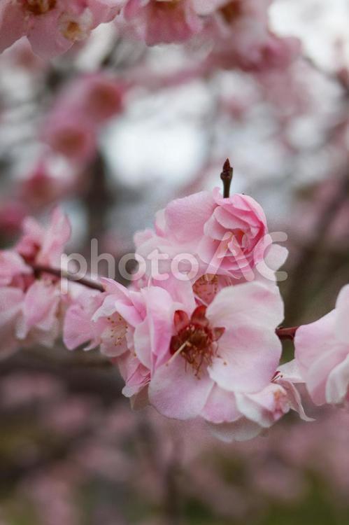 大阪城公園にて美しく咲く梅の花 花,植物,梅の写真素材