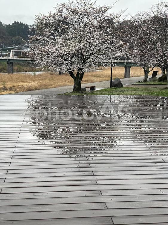 大分県日田市　桜 風景,景色,自然の写真素材
