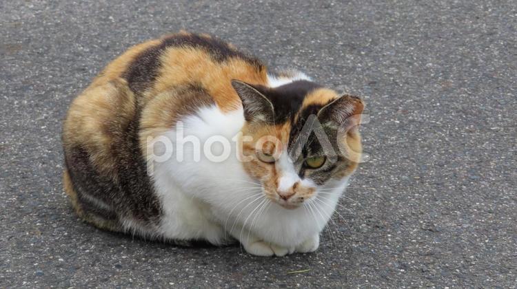 お手々と髭がチャームポイントの三毛猫 三毛猫,猫,腹ばいの写真素材