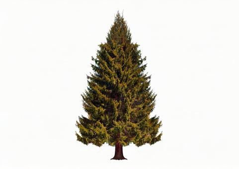 クリスマスツリー クリスマスツリーの写真