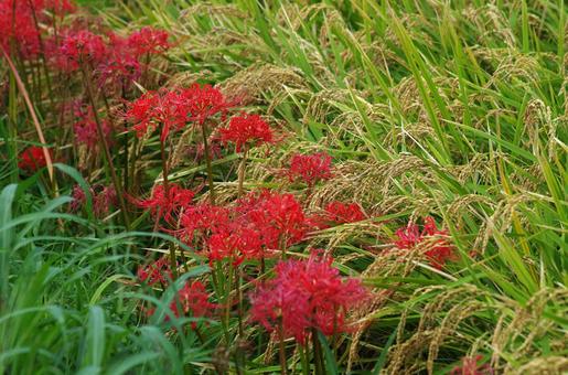 彼岸花と稲穂 彼岸花と稲穂の写真