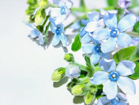 Photo, blue star, blue flower, material, 