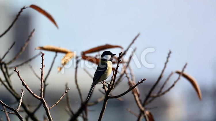 梢にとまるシジュカラ tit,えさ,かわいいの写真素材