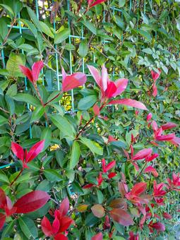 カナメモチの写真