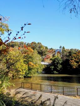 秋の亀山湖・紅葉＆吊り橋（千葉県君津市） 秋,亀山湖,紅葉の写真素材