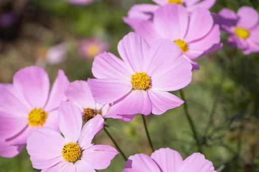 コスモス コスモス,ピンク,花の写真素材