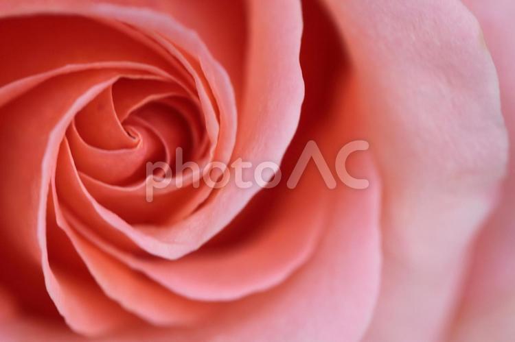 花の女王 No 写真素材なら 写真ac 無料 フリー ダウンロードok