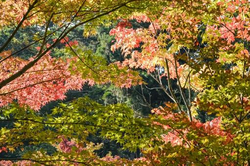 綺麗に色づいたモミジ もみじ,モミジ,紅葉の写真素材