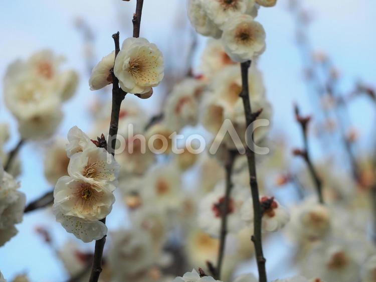 梅の花　白梅② 梅,白梅,春の写真素材