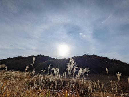 There is a ring around the sun in the pampas grass field!, susuki, main peak plateau, hyōgo prefecture, JPG