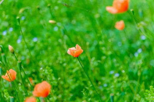 Long-horned poppies swaying in the green grassland, JPG Long-horned poppies swaying in the green grassland, JPG