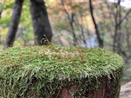 渓谷の手すりに生えたコケ 渓谷の手すりに生えたコケ コケ,苔,コケ植物の写真素材
