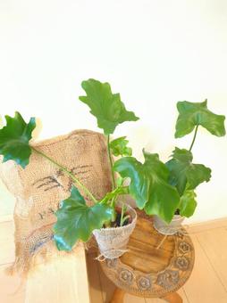 観葉植物 セロームフィロデンドロン4号鉢 観葉植物 セロームフィロデンドロン4号鉢の写真
