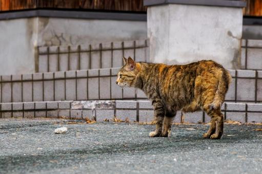 猫(159) 猫(159)の写真