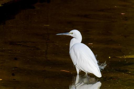 水辺のコサギ 水辺のコサギ コサギ,鳥,野鳥の写真素材