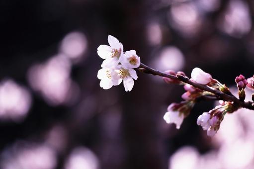 春の訪れと美しい桜の花 春の訪れと美しい桜の花の写真