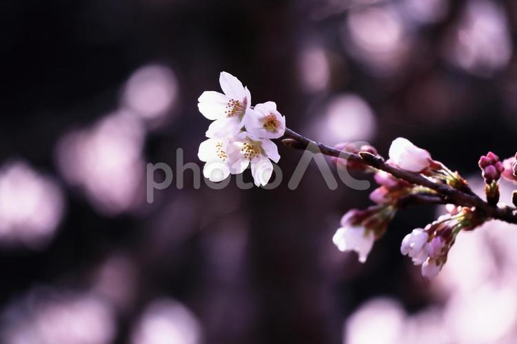 春の訪れと美しい桜の花 花,桜,春の写真素材