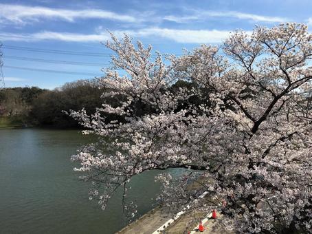 桜と青空 桜と青空の写真